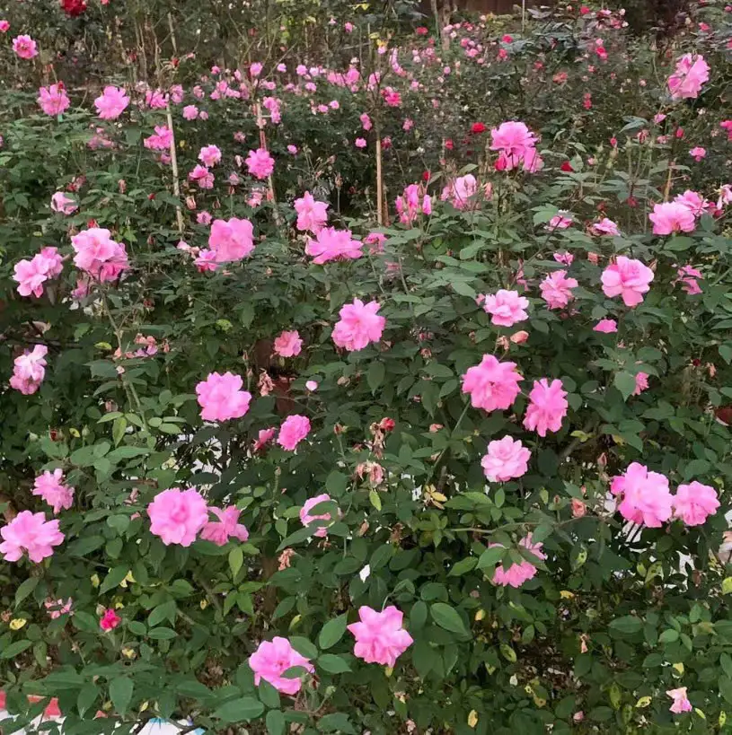 Hoa Hồng Cổ Son Môi – Hồng Cổ Việt Nam Sắc Đỏ Viền Son Độc Đáo, Thơm Nhẹ, Càng Trồng Càng Đẹp