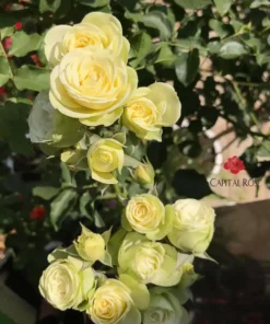 Hoa Hồng Creamy Eden Rose – Hồng Ngoại Sắc Kem Sữa Thanh Lịch, Form Eden Lãng Mạn, Hoa Sai & Dễ Trồng