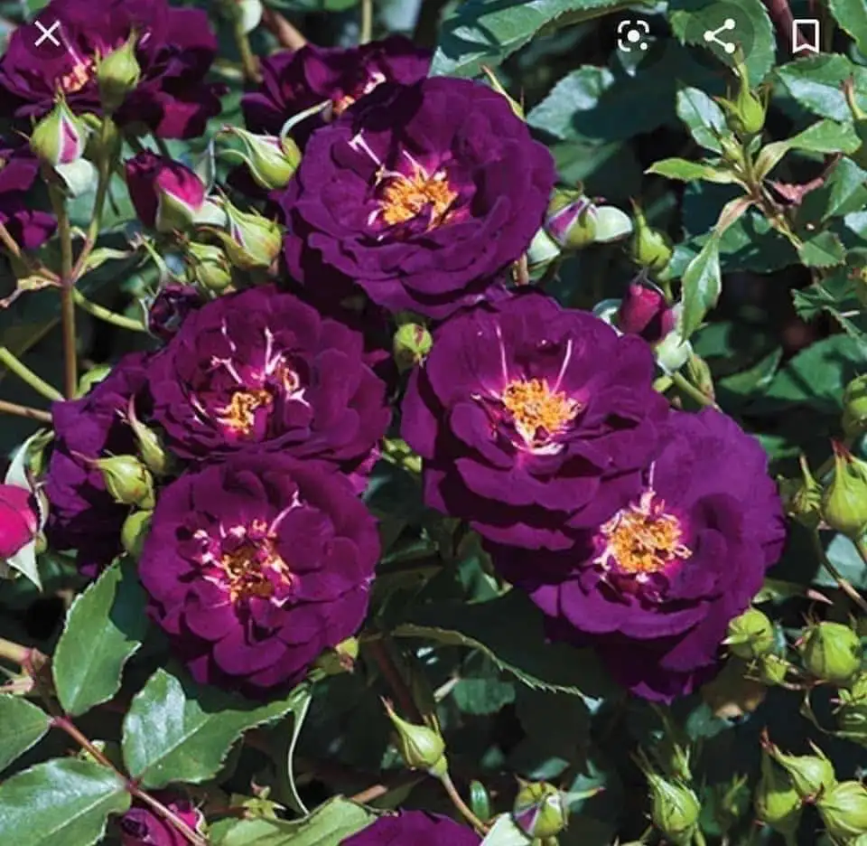 Hoa Hồng Midnight Blue – Hồng Tím Than Huyền Bí, Hương Thơm Đậm, Hoa Sai Chùm Rất Cuốn