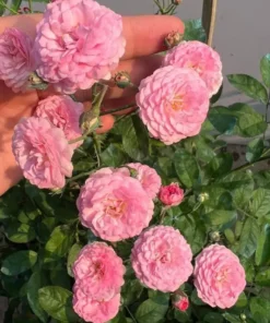 Hoa Hồng Bụi Dong Mei Rose – Hồng Trung Quốc Hoa Chùm Sai, Sắc Hồng Phấn Dịu, Dễ Trồng & Rất Được Ưa Chuộng