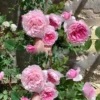 Hoa Hồng Gartentraume Rose – Hồng Ngoại Siêu Thơm, Siêu Khỏe, Hoa Sai Bền Bỉ Quanh Năm