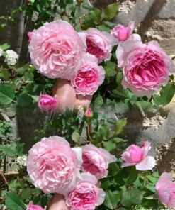 Hoa Hồng Gartentraume Rose – Hồng Ngoại Siêu Thơm, Siêu Khỏe, Hoa Sai Bền Bỉ Quanh Năm