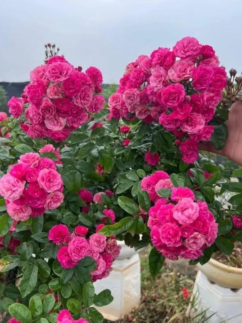 Hoa Hồng Otto Line Rose – Hồng Ngoại Duyên Dáng, Hoa Sai Chùm, Màu Hồng Ngọt Nhẹ Dễ Trồng - Ảnh 9