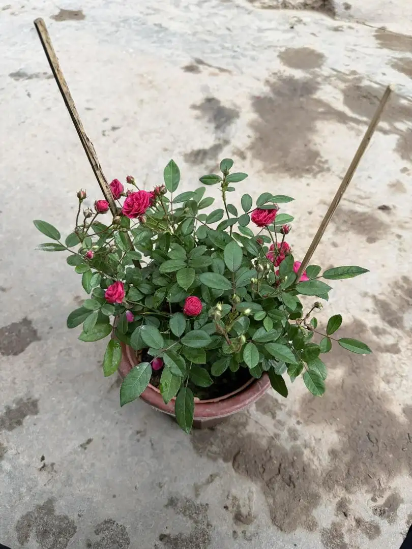 Hoa Hồng Otto Line Rose – Hồng Ngoại Duyên Dáng, Hoa Sai Chùm, Màu Hồng Ngọt Nhẹ Dễ Trồng - Ảnh 2