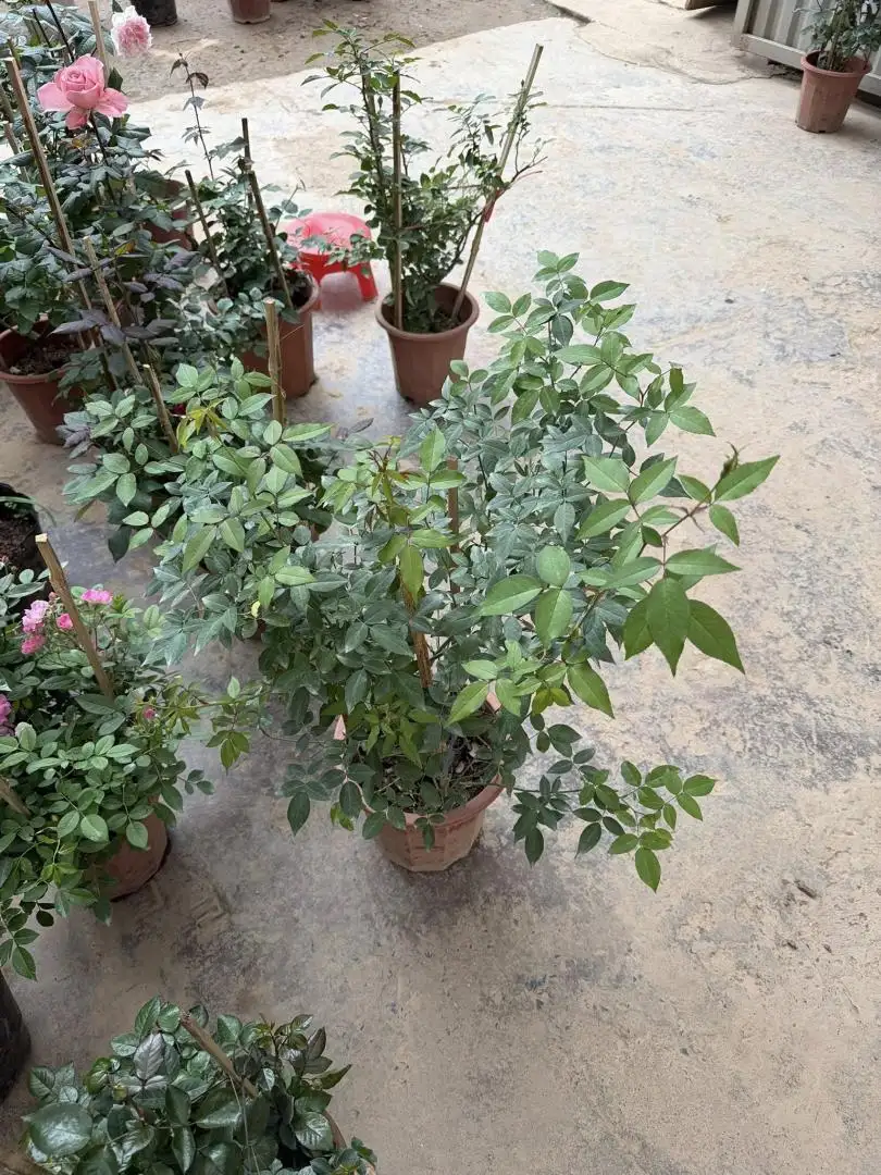 Hoa Hồng Quế Kép Cổ (Hoa Hường) – Hồng Cổ Việt Nam Thơm Nồng, Hoa Kép Dày, Gắn Liền Ký Ức Làng Quê - Ảnh 3