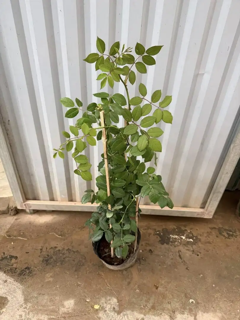 Hoa Hồng Leo Claire Austin Rose – Hồng Leo Trắng Kem Cổ Điển, Hương Trà Đậm, Dòng Hiếm Của David Austin - Ảnh 2