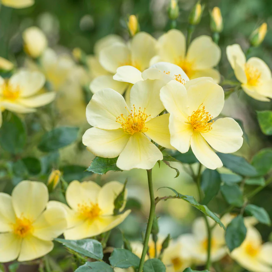 Hoa Hồng Tottering By Gently – Hồng Anh Cánh Đơn Nhụy Vàng, Hoa Sai Tự Nhiên, Vẻ Đẹp Nhẹ Nhàng & Rất Có Hồn - Ảnh 7