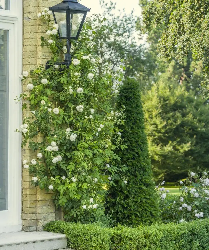 Hoa Hồng Leo Claire Austin Rose – Hồng Leo Trắng Kem Cổ Điển, Hương Trà Đậm, Dòng Hiếm Của David Austin - Ảnh 7