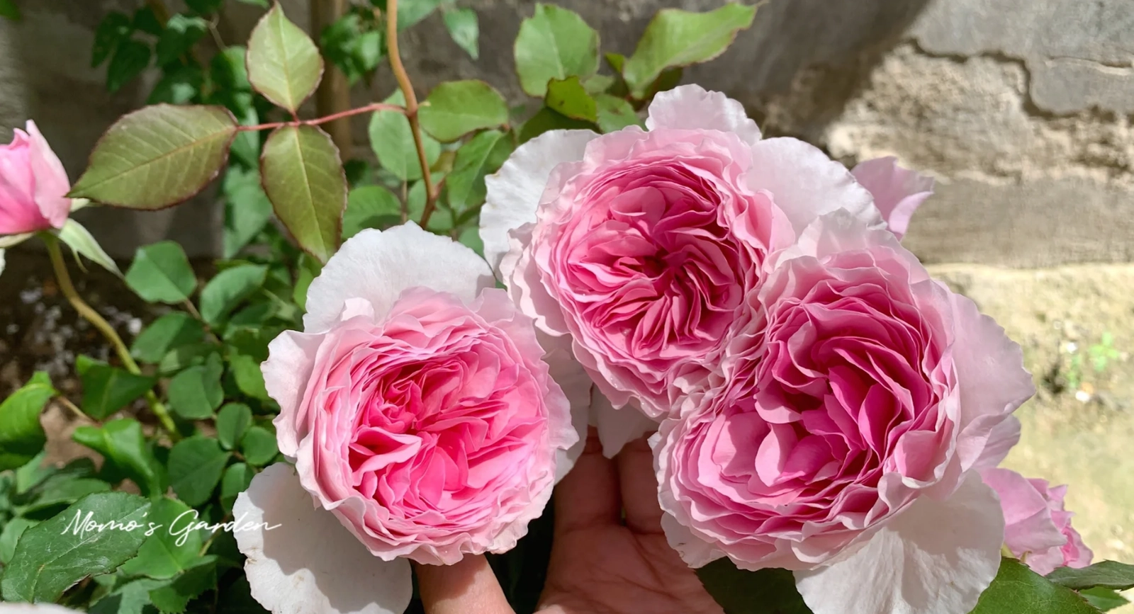 Hoa Hồng Gartentraume Rose – Hồng Ngoại Siêu Thơm, Siêu Khỏe, Hoa Sai Bền Bỉ Quanh Năm - Ảnh 5