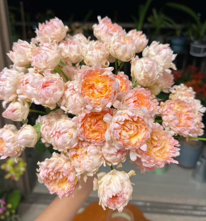 Hoa Hồng Peach Anemone Rose – Hồng Cánh Đơn Phong Cách Anemone, Sắc Đào Nhẹ Nhàng, Vẻ Đẹp Tự Nhiên Hiện Đại