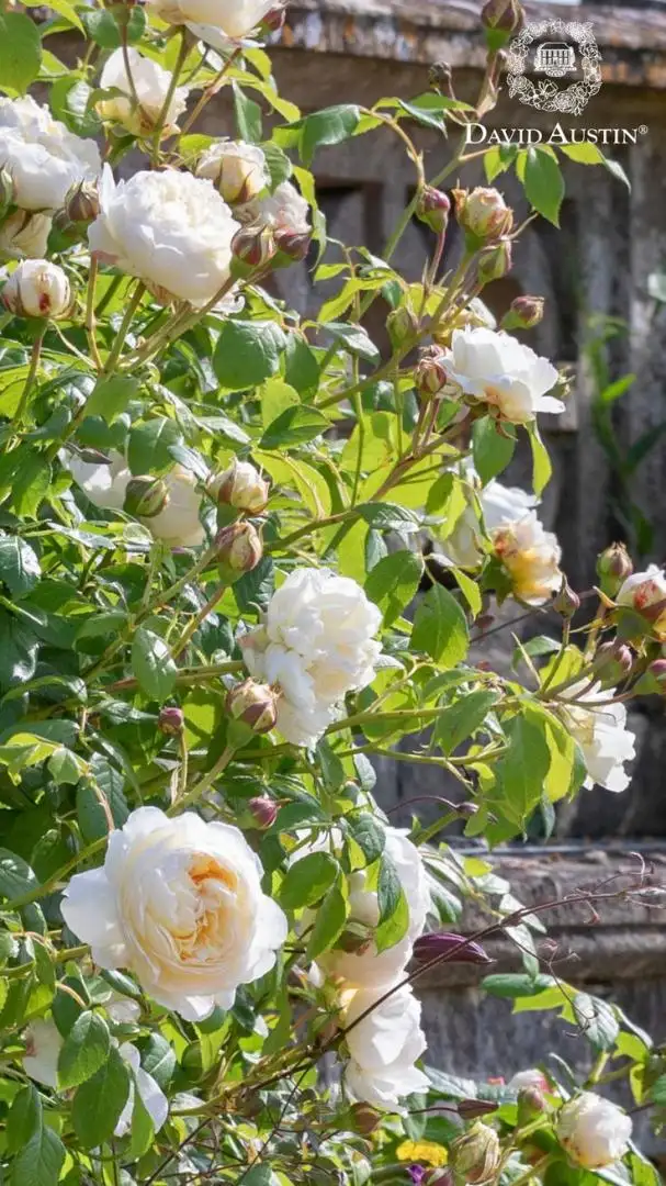 Hoa Hồng Leo Claire Austin Rose – Hồng Leo Trắng Kem Cổ Điển, Hương Trà Đậm, Dòng Hiếm Của David Austin - Ảnh 6