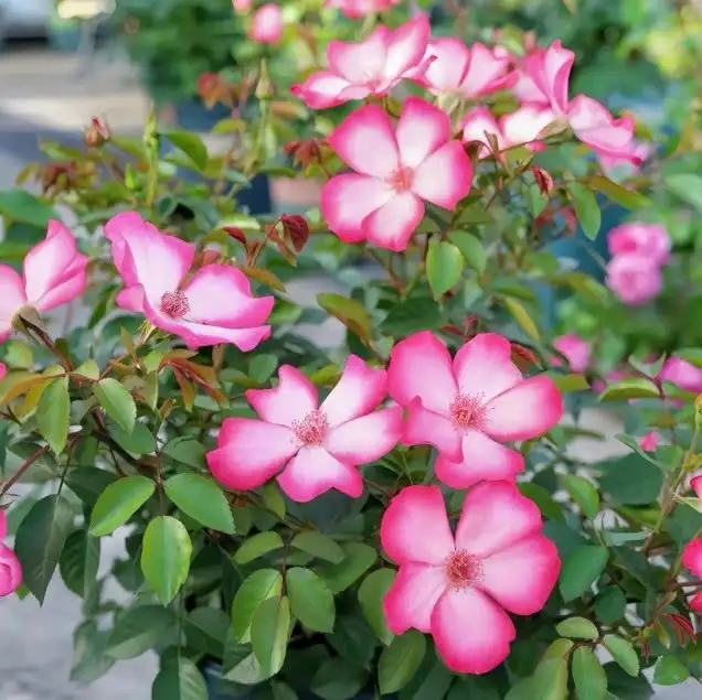 Hoa Hồng Pretty Kiss Cánh Đơn – Hồng Ngoại Cánh Đơn Nhẹ Nhàng, Nhụy Vàng Nổi Bật, Vẻ Đẹp Tự Nhiên & Thanh Thoát