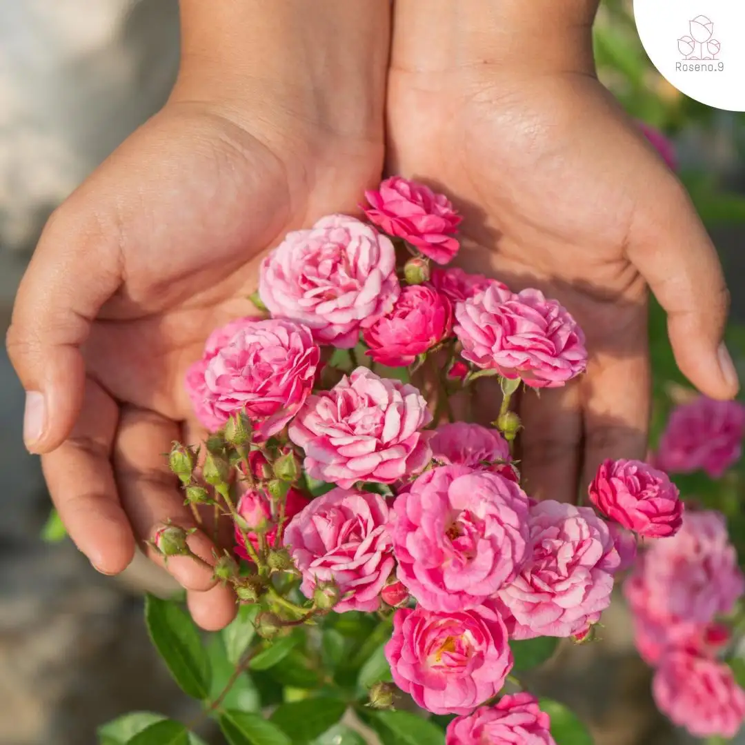 Hoa Hồng Otto Line Rose – Hồng Ngoại Duyên Dáng, Hoa Sai Chùm, Màu Hồng Ngọt Nhẹ Dễ Trồng - Ảnh 10