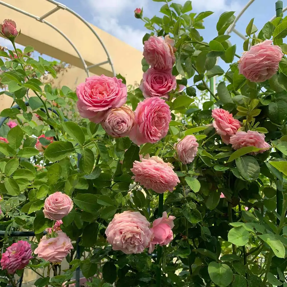 Hoa Hồng Leo Bienvenue Rose – Hồng Leo Pháp Lãng Mạn, Hoa Lớn Form Cổ, Màu Hồng Phấn Ngọt Ngào