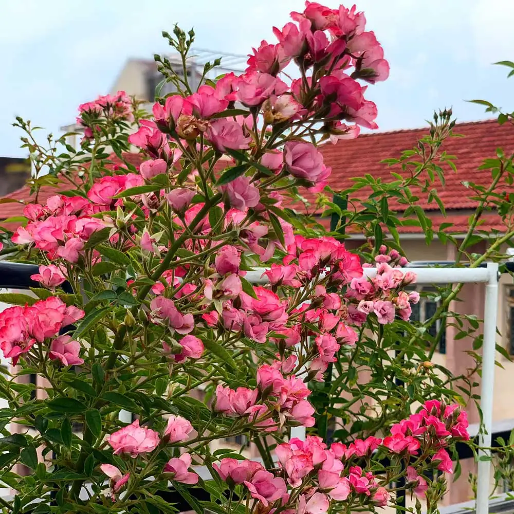 Hoa Hồng Leo Mac Spice – Hồng Leo Ngoại Sắc Màu Gia Vị Ấm Áp, Hoa Sai Chùm, Hương Thơm Dịu