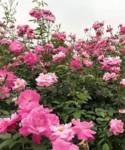 Hoa Hồng Quế Kép Cổ (Hoa Hường) – Hồng Cổ Việt Nam Thơm Nồng, Hoa Kép Dày, Gắn Liền Ký Ức Làng Quê