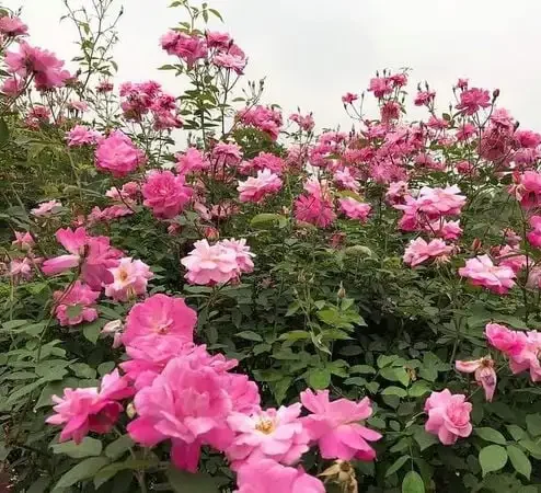 Hoa Hồng Quế Kép Cổ (Hoa Hường) – Hồng Cổ Việt Nam Thơm Nồng, Hoa Kép Dày, Gắn Liền Ký Ức Làng Quê