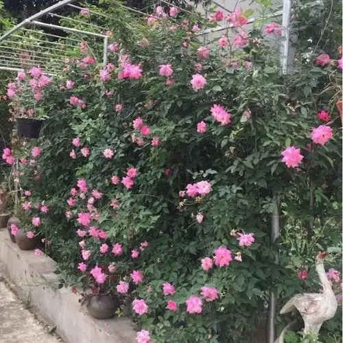 Hoa Hồng Quế Kép Cổ (Hoa Hường) – Hồng Cổ Việt Nam Thơm Nồng, Hoa Kép Dày, Gắn Liền Ký Ức Làng Quê - Ảnh 8