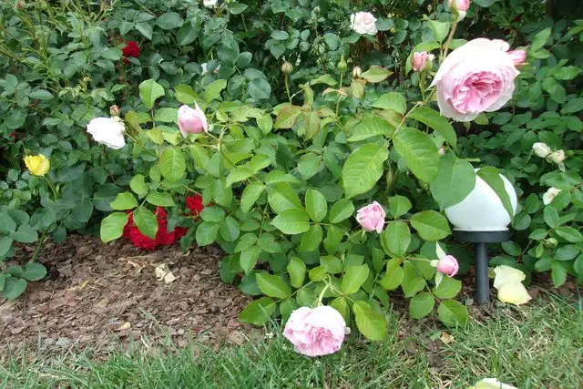 Hoa Hồng Gartentraume Rose – Hồng Ngoại Siêu Thơm, Siêu Khỏe, Hoa Sai Bền Bỉ Quanh Năm - Ảnh 4