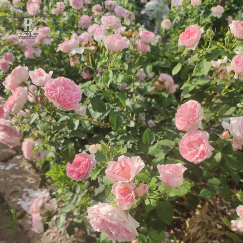 Hoa Hồng Leo Radio Times Rose – Hồng Leo Anh Quốc Màu Tím Mận Cổ, Hương Thơm Đậm, Dòng David Austin Được Yêu Thích