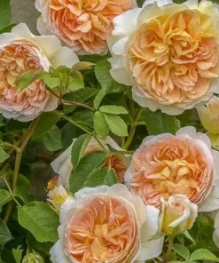 Hoa Hồng Juliet – Hoa Hồng Triệu Đô, Biểu Tượng Của Vẻ Đẹp Sang Trọng, Sắc Cam Đào Đắt Giá & Form Hoa Hoàn Hảo