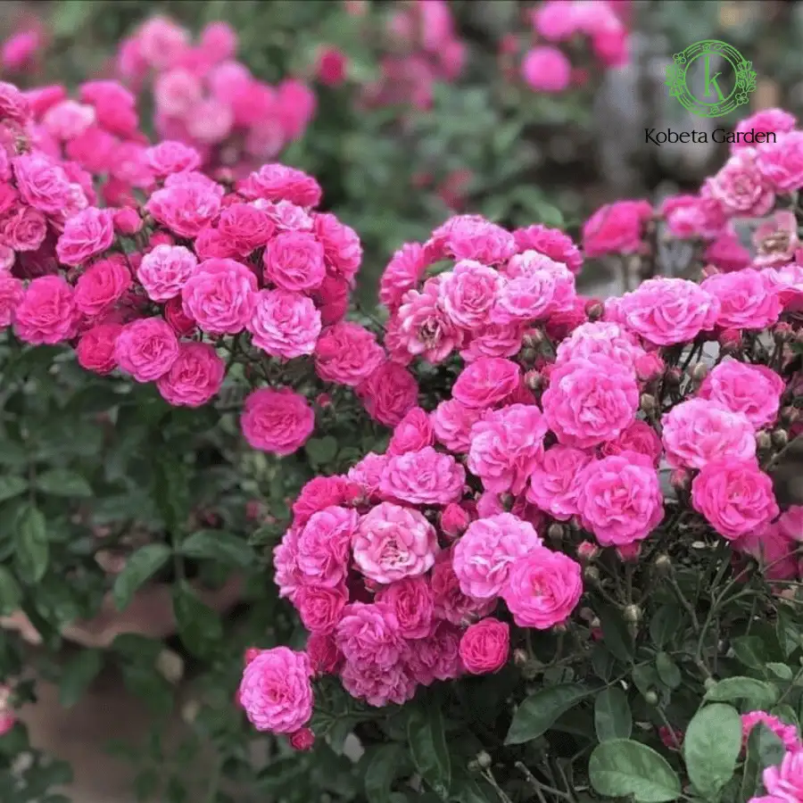 Hoa Hồng Otto Line Rose – Hồng Ngoại Duyên Dáng, Hoa Sai Chùm, Màu Hồng Ngọt Nhẹ Dễ Trồng