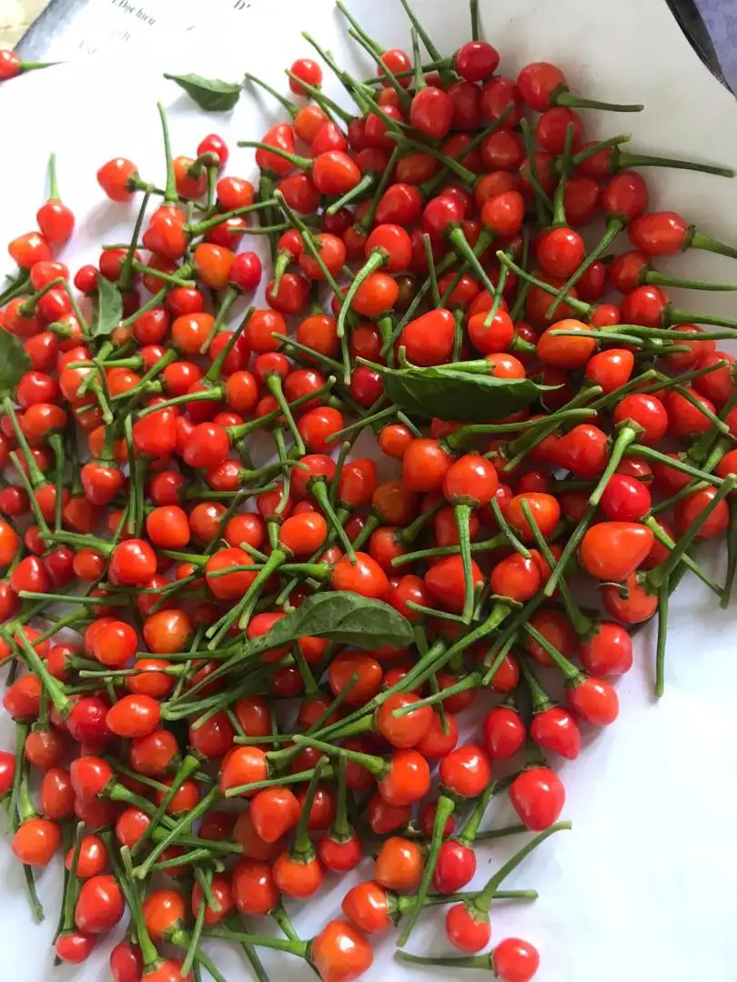 Cây Ớt Peru Đỏ – Loại Ớt Đắt Giá Nhất Thế Giới, Cay Nồng Mạnh Mẽ, Cây Đang Có Quả - Ảnh 4