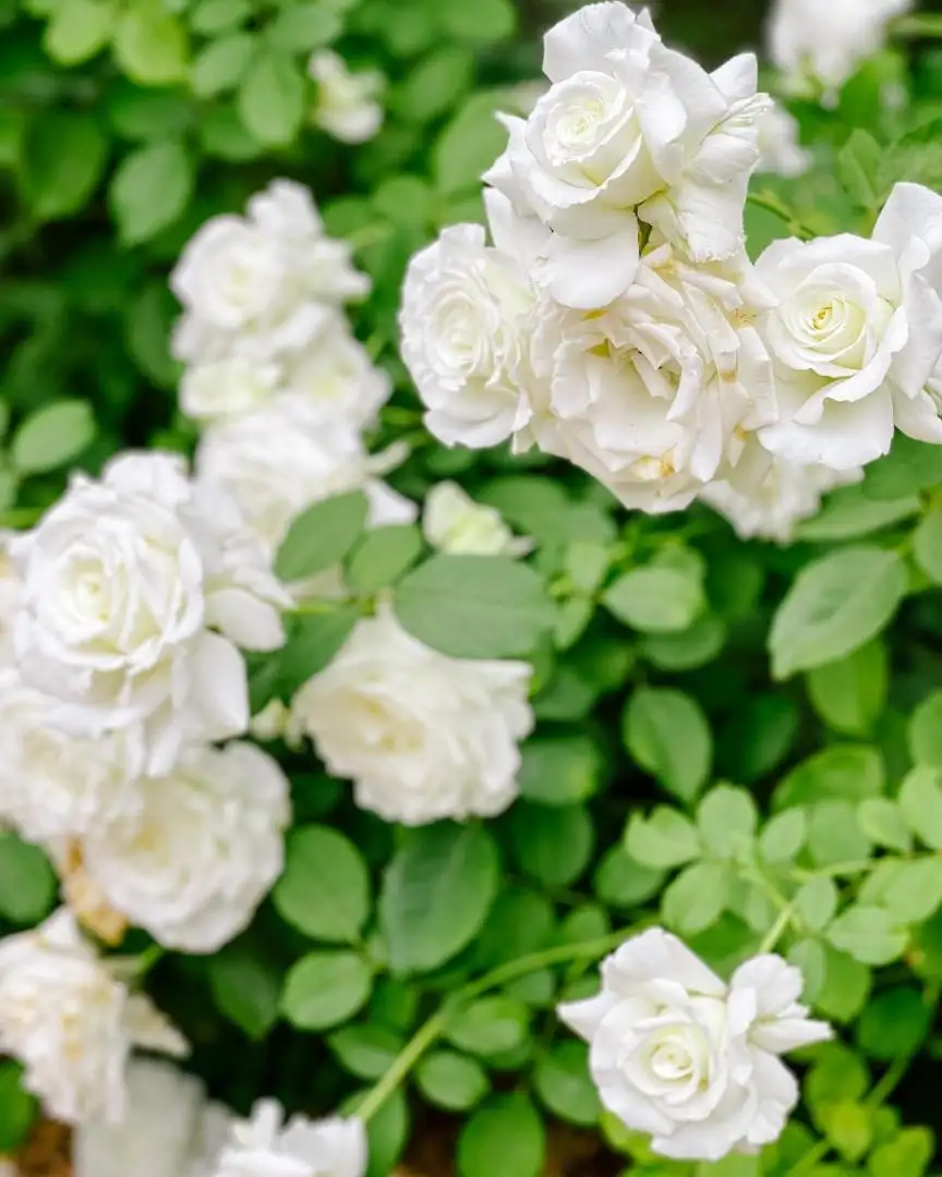 Cây Hoa Hồng Pope John Paul II Rose – Hồng Trắng Tinh Khiết, Hương Thơm Đậm, Sang Trọng - Ảnh 2