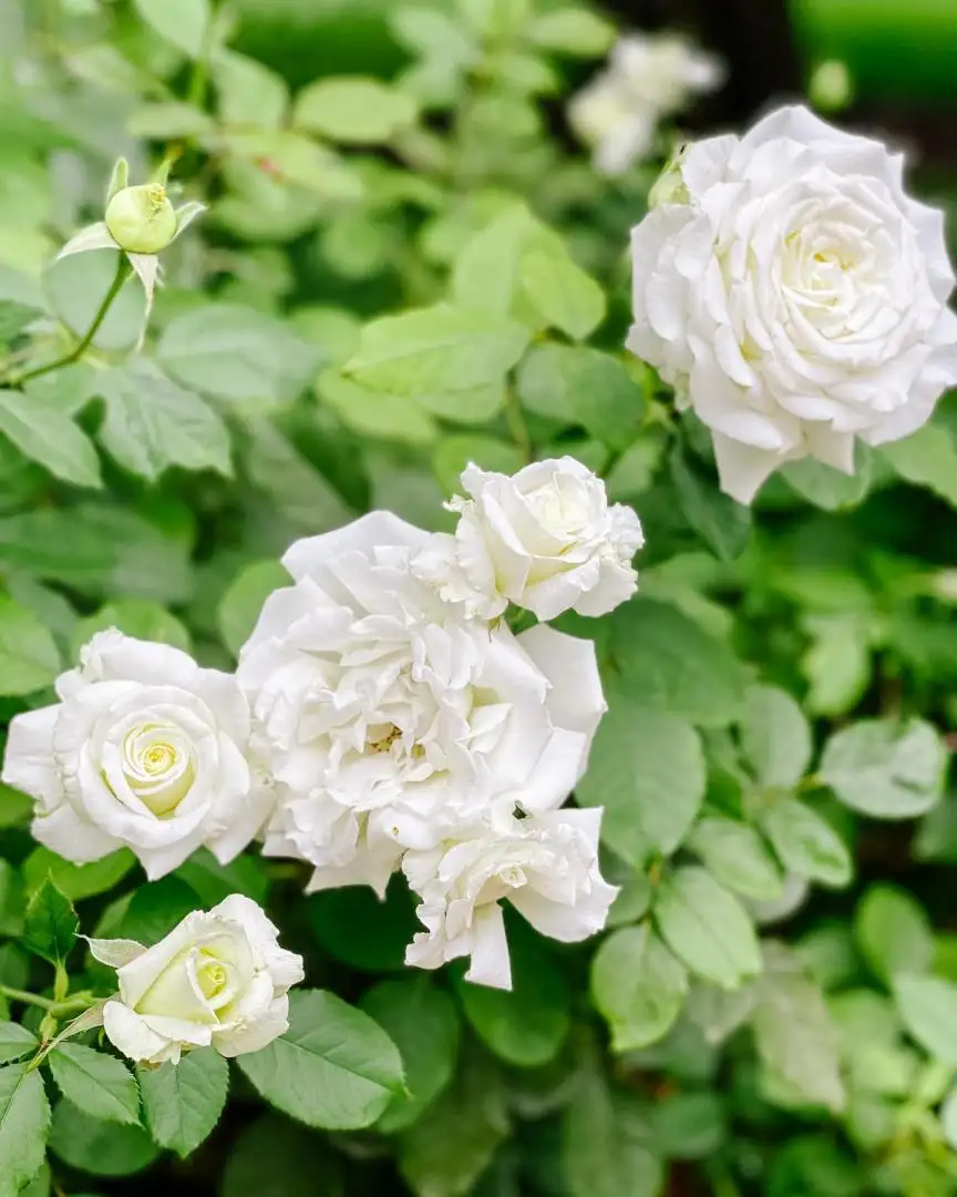 Cây Hoa Hồng Pope John Paul II Rose – Hồng Trắng Tinh Khiết, Hương Thơm Đậm, Sang Trọng - Ảnh 3