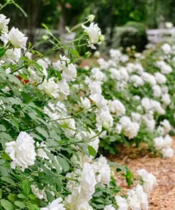 Cây Hoa Hồng Pope John Paul II Rose – Hồng Trắng Tinh Khiết, Hương Thơm Đậm, Sang Trọng