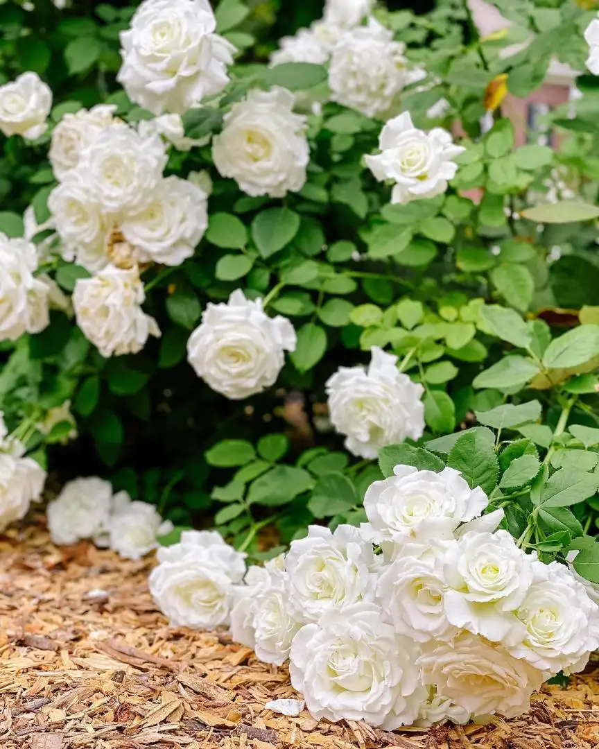 Cây Hoa Hồng Pope John Paul II Rose – Hồng Trắng Tinh Khiết, Hương Thơm Đậm, Sang Trọng - Ảnh 5