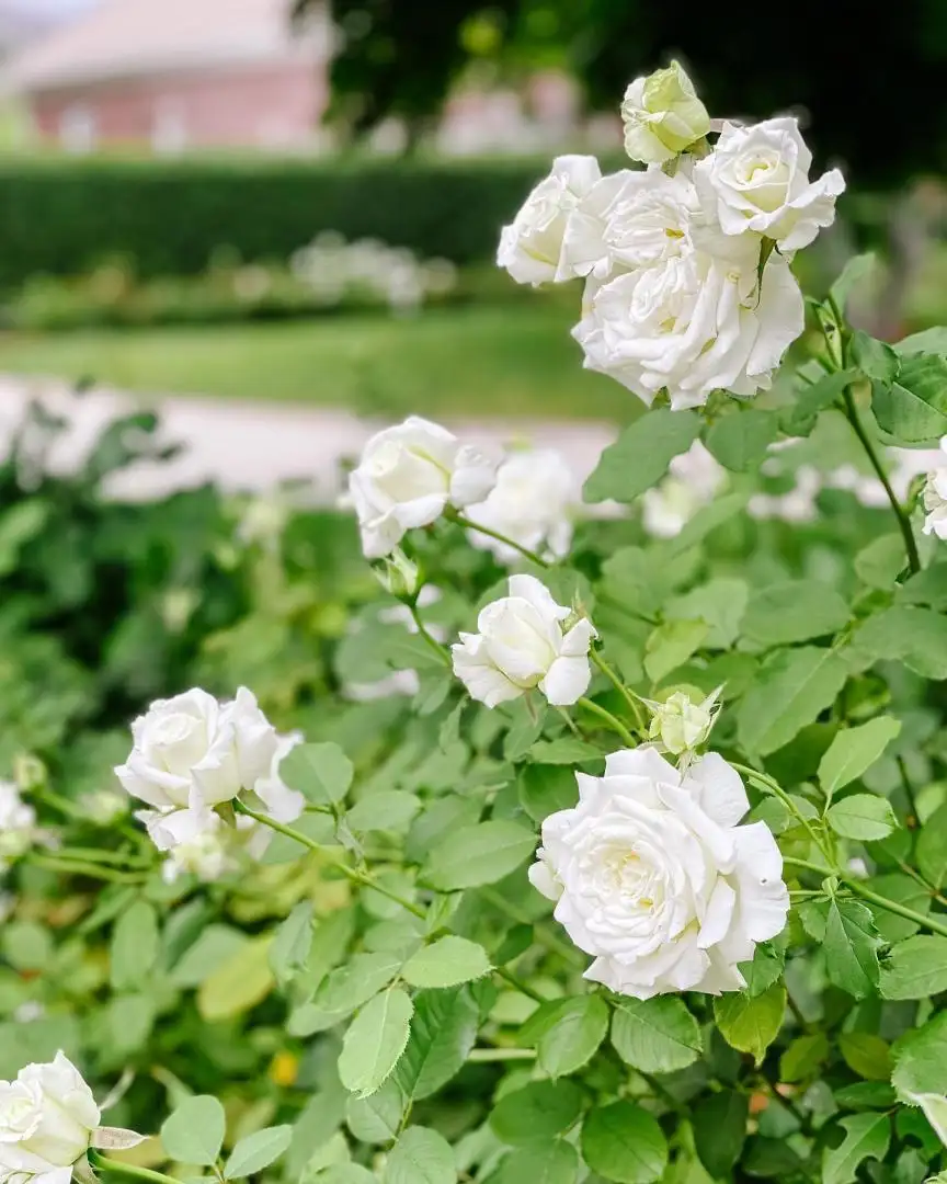 Cây Hoa Hồng Pope John Paul II Rose – Hồng Trắng Tinh Khiết, Hương Thơm Đậm, Sang Trọng - Ảnh 7