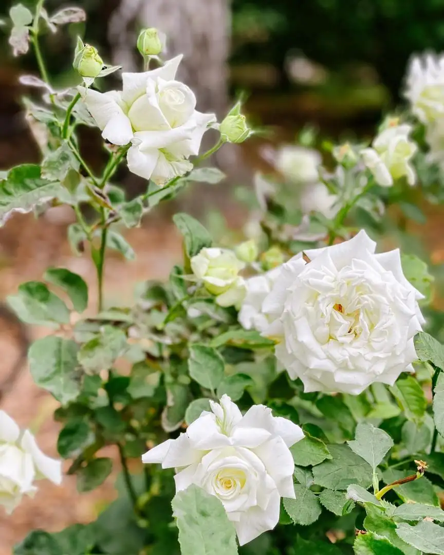 Cây Hoa Hồng Pope John Paul II Rose – Hồng Trắng Tinh Khiết, Hương Thơm Đậm, Sang Trọng - Ảnh 8