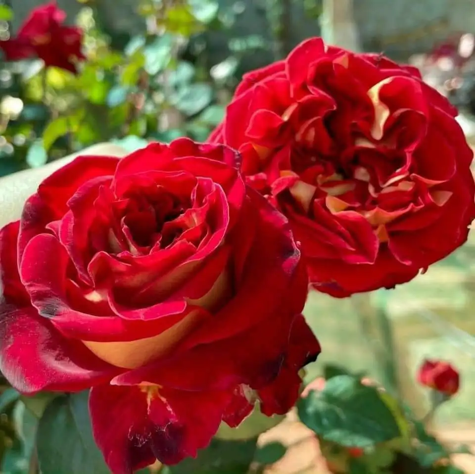 Cây Hoa Hồng Steam Bun Rose – Hồng Ngoại Form Tròn Như Bánh Bao, Cánh Dày Xếp Khít Độc Đáo - Ảnh 3