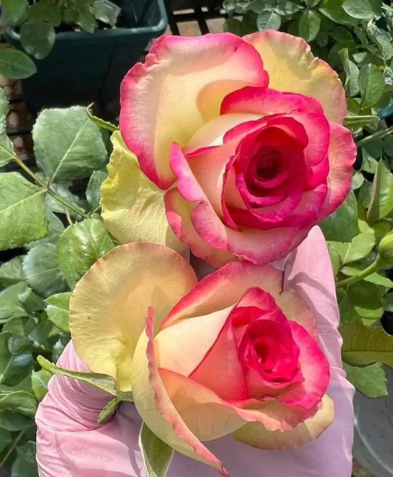 Cây Hoa Hồng Color Shell Rose – Hồng Ngoại Sọc Hồng Kem Độc Đáo, Form Hoa Sang Trọng - Ảnh 2