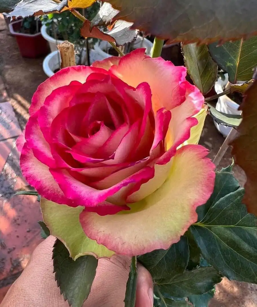 Cây Hoa Hồng Color Shell Rose – Hồng Ngoại Sọc Hồng Kem Độc Đáo, Form Hoa Sang Trọng - Ảnh 3