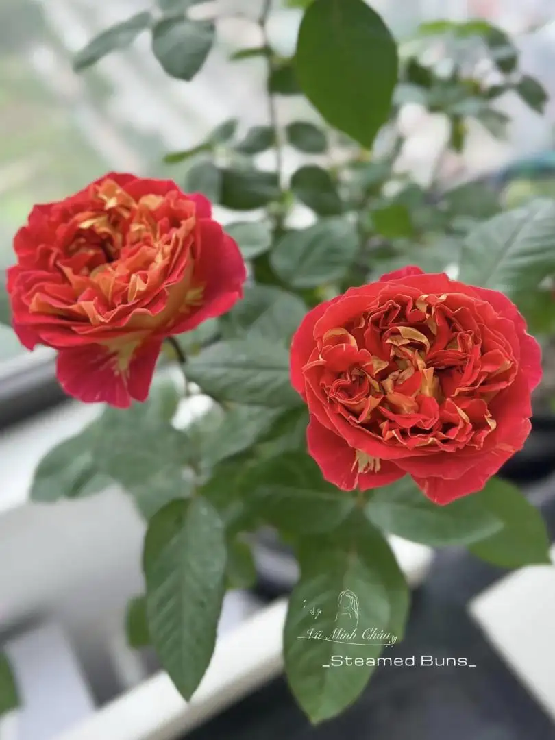 Cây Hoa Hồng Steam Bun Rose – Hồng Ngoại Form Tròn Như Bánh Bao, Cánh Dày Xếp Khít Độc Đáo - Ảnh 4