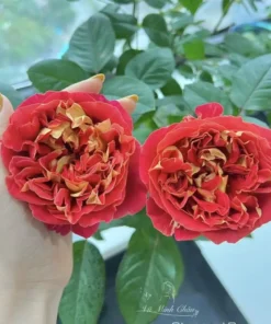 Cây Hoa Hồng Steam Bun Rose – Hồng Ngoại Form Tròn Như Bánh Bao, Cánh Dày Xếp Khít Độc Đáo