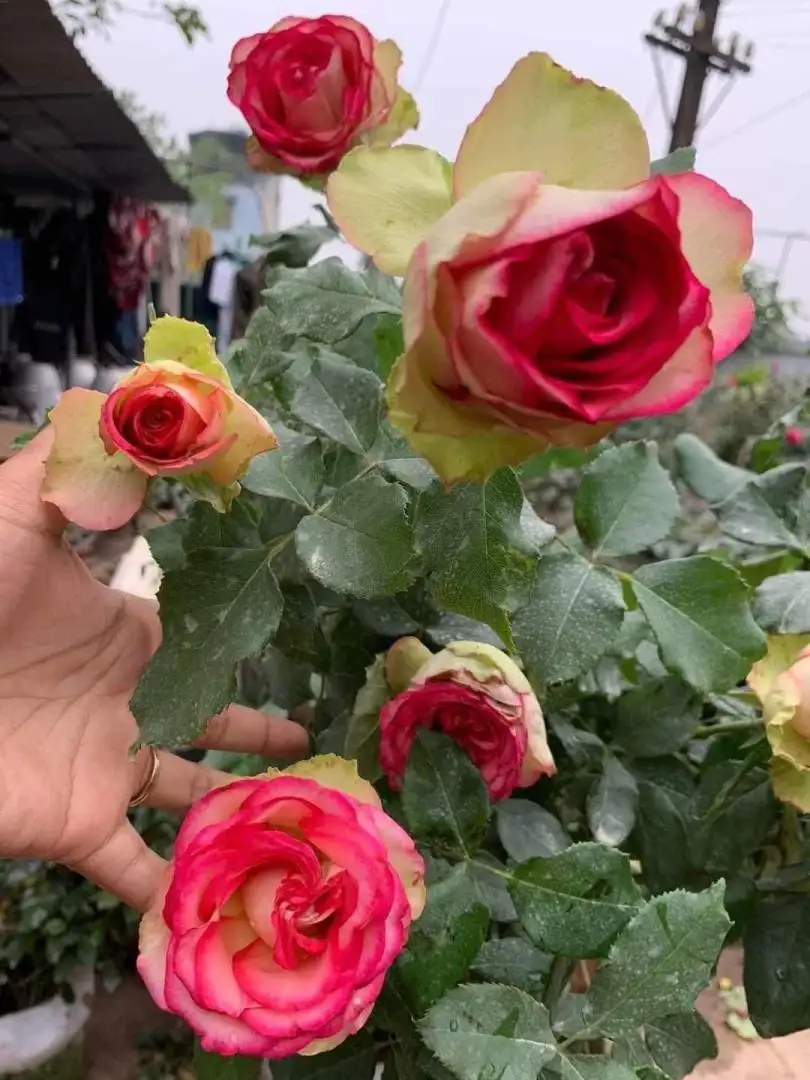 Cây Hoa Hồng Color Shell Rose – Hồng Ngoại Sọc Hồng Kem Độc Đáo, Form Hoa Sang Trọng - Ảnh 4