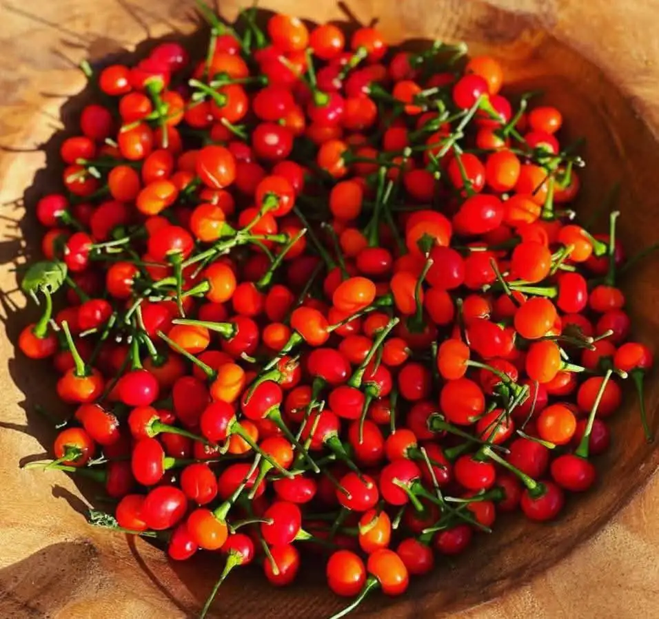 Cây Ớt Peru Đỏ – Loại Ớt Đắt Giá Nhất Thế Giới, Cay Nồng Mạnh Mẽ, Cây Đang Có Quả - Ảnh 6