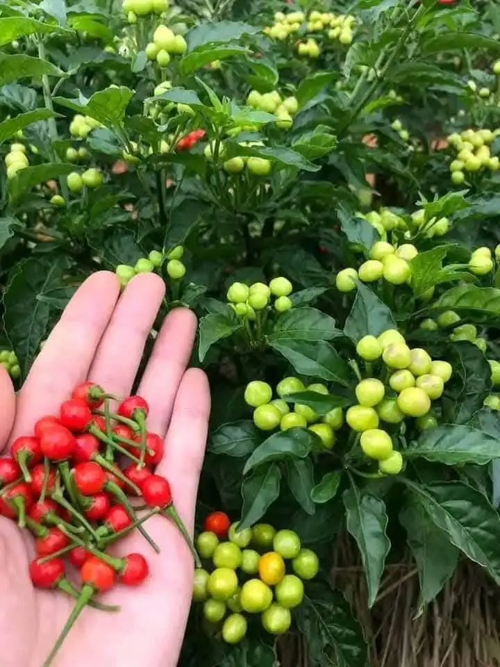Cây Ớt Peru Đỏ – Loại Ớt Đắt Giá Nhất Thế Giới, Cay Nồng Mạnh Mẽ, Cây Đang Có Quả - Ảnh 3
