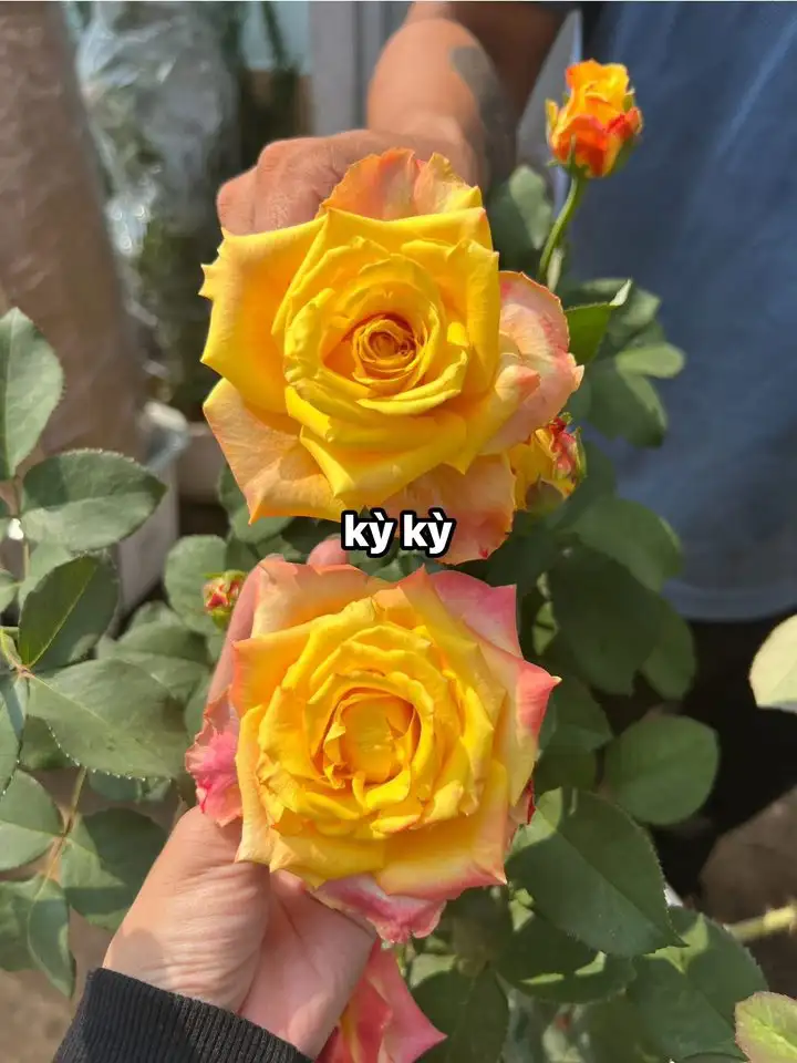 Hoa Hồng Joker Rose – Vàng Rực Ánh Nắng, Viền Đỏ Cá Tính, Hoa Đẹp Lạ Dễ Nhận Biết - Ảnh 4