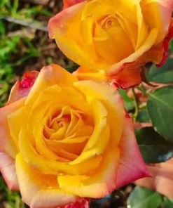 Hoa Hồng Joker Rose – Vàng Rực Ánh Nắng, Viền Đỏ Cá Tính, Hoa Đẹp Lạ Dễ Nhận Biết