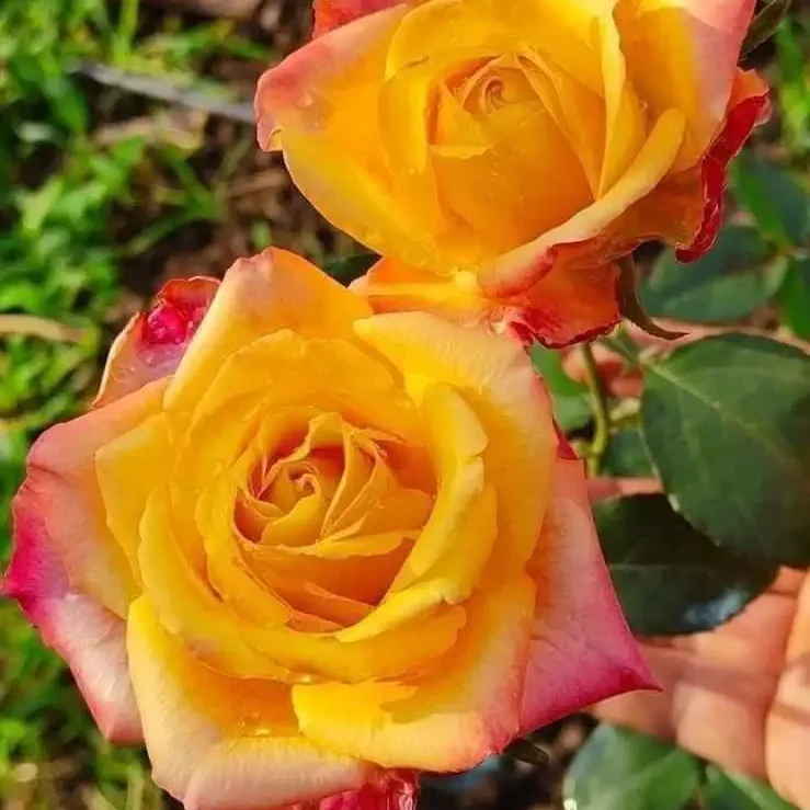 Hoa Hồng Joker Rose – Vàng Rực Ánh Nắng, Viền Đỏ Cá Tính, Hoa Đẹp Lạ Dễ Nhận Biết