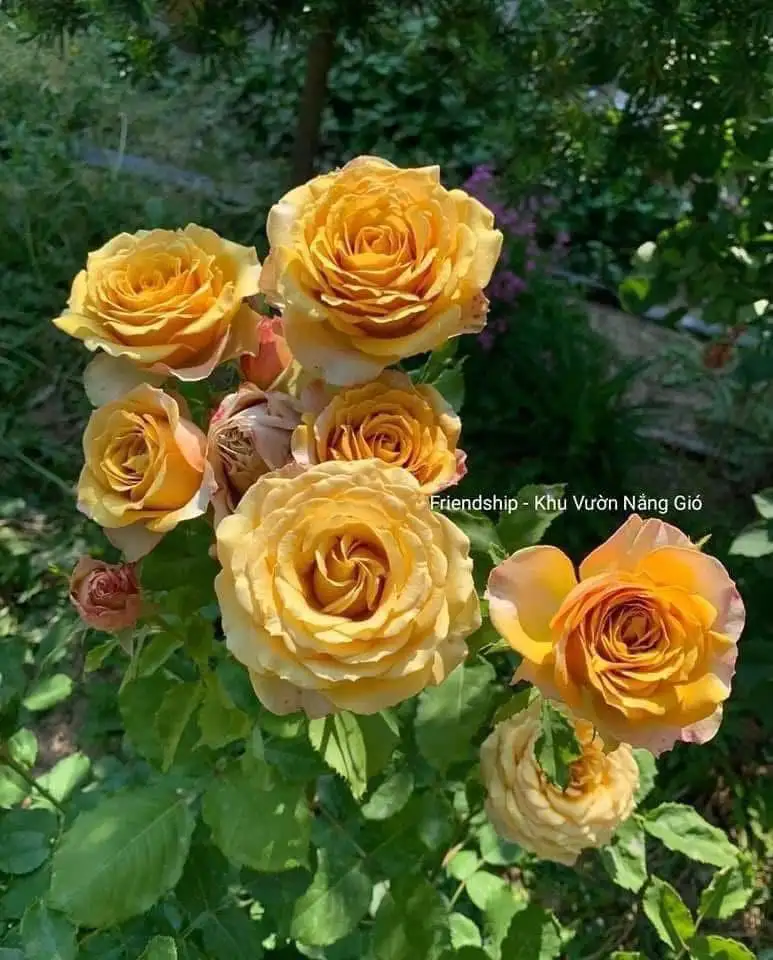 Cây Hoa Hồng Pine Dream Rose – Hồng Ngoại Vàng Đồng Ấm Áp, Form Hoa Sang Trọng - Ảnh 3