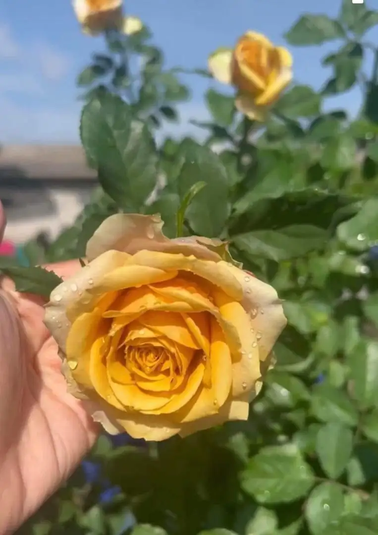 Cây Hoa Hồng Pine Dream Rose – Hồng Ngoại Vàng Đồng Ấm Áp, Form Hoa Sang Trọng - Ảnh 4