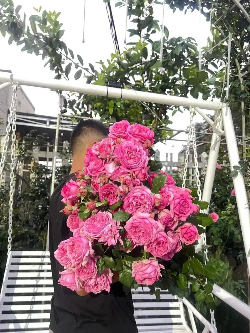Cây Hoa Hồng Leo Pompadour Rose – Hồng Leo Hồng Phấn Đậm, Form Cổ Điển, Hương Thơm Quyến Rũ - Ảnh 3