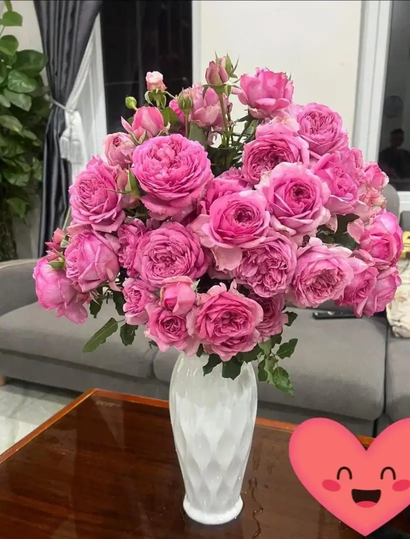 Cây Hoa Hồng Leo Pompadour Rose – Hồng Leo Hồng Phấn Đậm, Form Cổ Điển, Hương Thơm Quyến Rũ - Ảnh 5