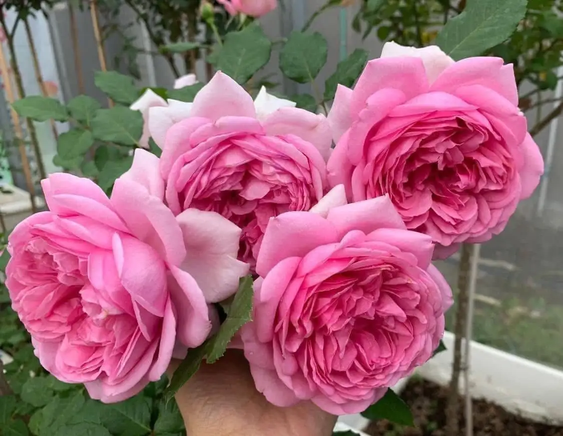Cây Hoa Hồng Leo Pompadour Rose – Hồng Leo Hồng Phấn Đậm, Form Cổ Điển, Hương Thơm Quyến Rũ - Ảnh 6
