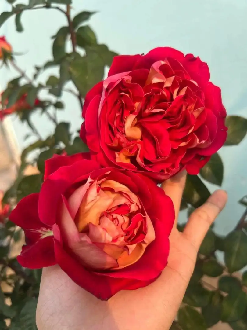 Cây Hoa Hồng Steam Bun Rose – Hồng Ngoại Form Tròn Như Bánh Bao, Cánh Dày Xếp Khít Độc Đáo - Ảnh 6